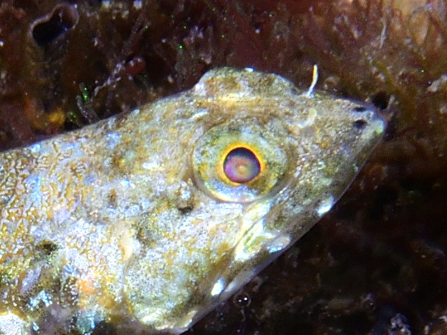 中国の動物 - アジアトラ蚊またはヒトスジシマカ