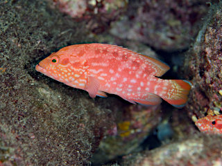 アカハナのペア