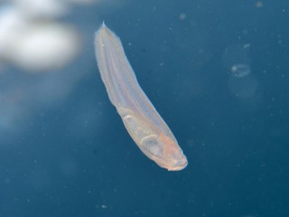 アシロ科の一種1