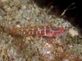 今週の画像