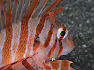 エボシカサゴのオス