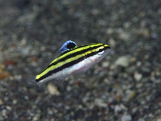 フタスジタマガシラ