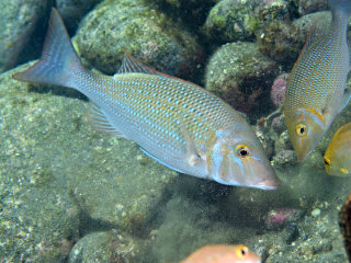 ハマフエフキの若魚