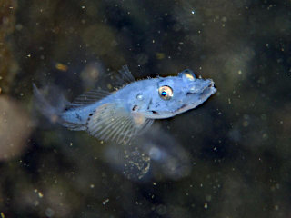 ハリゴチ属の一種1