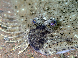 ヘラガンゾウビラメ