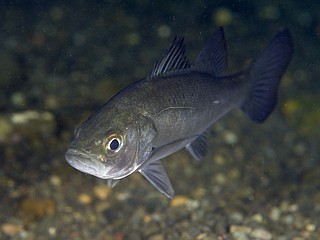 ヒラスズキの幼魚