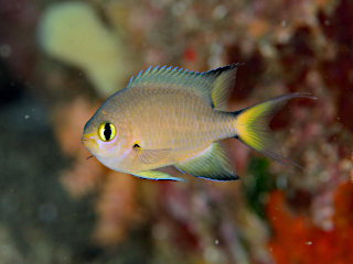 ヒレグロスズメダイ