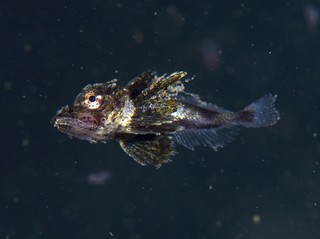 浮遊しているホウボウの幼魚