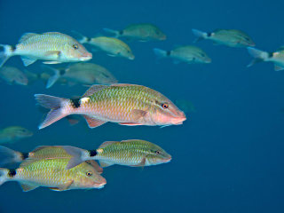 ホウライヒメジの群れ