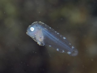 イレズミコンニャクアジ