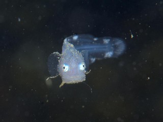 イレズミコンニャクアジ