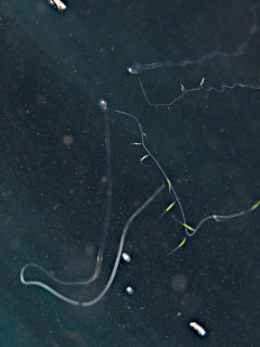 カクレウオ科の一種1の喧嘩