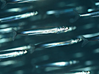 キビナゴの群れ