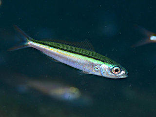 クマササハナムロ