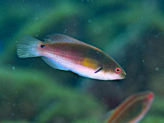 クロヘリイトヒキベラ