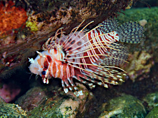 ミズヒキミノカサゴ