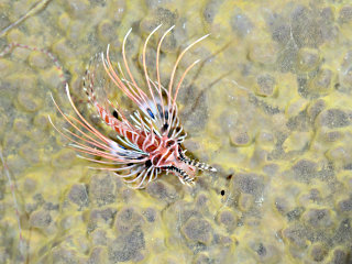 ネッタイミノカサゴyg