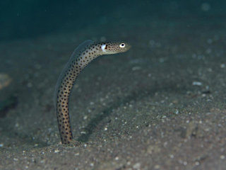 ニゲミズチンアナゴ