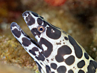 ニセゴイシウツボ