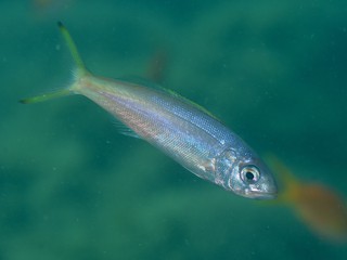 オオグチイシチビキ