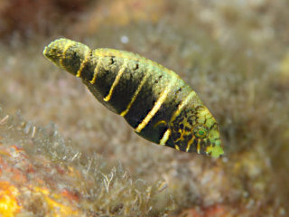 シマタレクチベラの幼魚