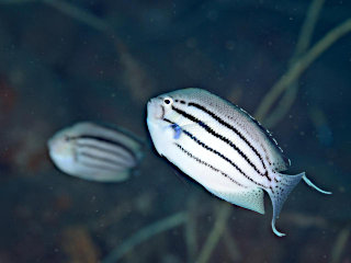 タテジマヤッコ