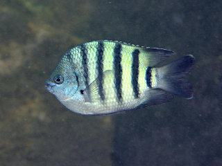 テンジクスズメダイ