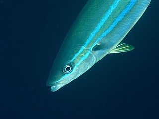 大瀬崎のツムブリ