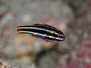 ウスジマイシモチyg