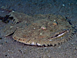 アンコウ
