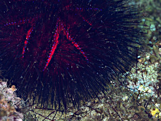 棘が抜けるアカオニガゼ