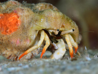 アカツメサンゴヤドカリ