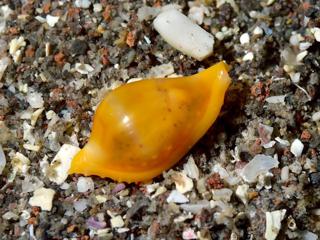 黄色いアズマケボリの貝殻