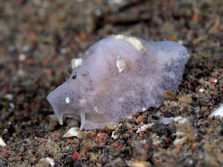 ベッコウタマガイの仲間6