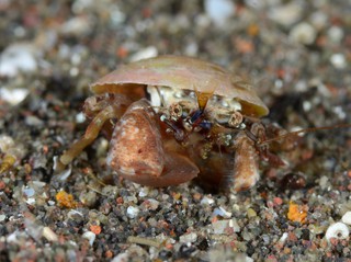 ハサミの茶色いチビカイガラカツギ
