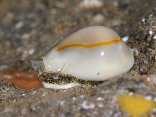 ハナビラダカラ