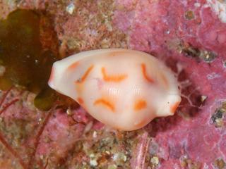ハナヤカケボリの貝殻