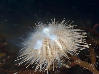 ハリサンショウウニ
