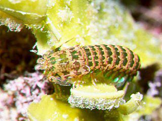 オセアニアの動物 - フトアゴヒゲトカゲ