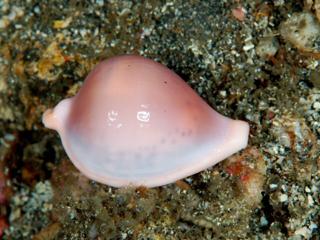 イシバシウミウサギの貝殻