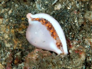 イシバシウミウサギの貝殻(B面)
