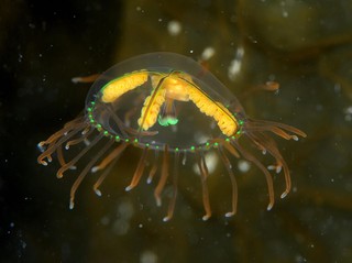 カギノテクラゲ