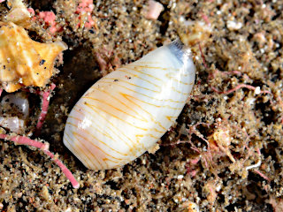 カミスジダカラ