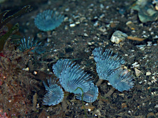 ケヤリムシ目の一種3