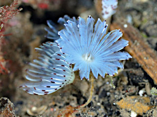 ケヤリムシ目の一種3