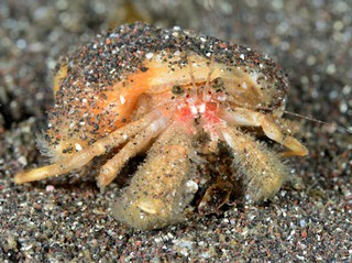 メダマホンヤドカリ