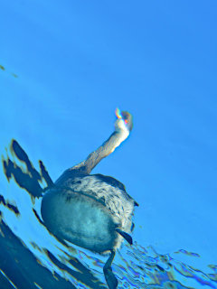 ミミカイツブリ