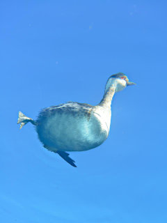 ミミカイツブリ