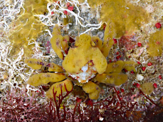 脱皮中のノコギリガニ