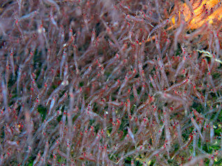 オキアミの群れ